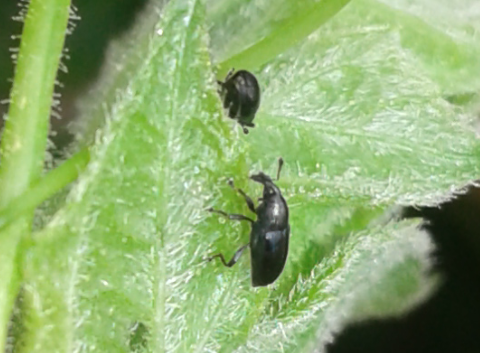 Curculionidae : Cucubaris villae (ex  Aulacobaris villae)